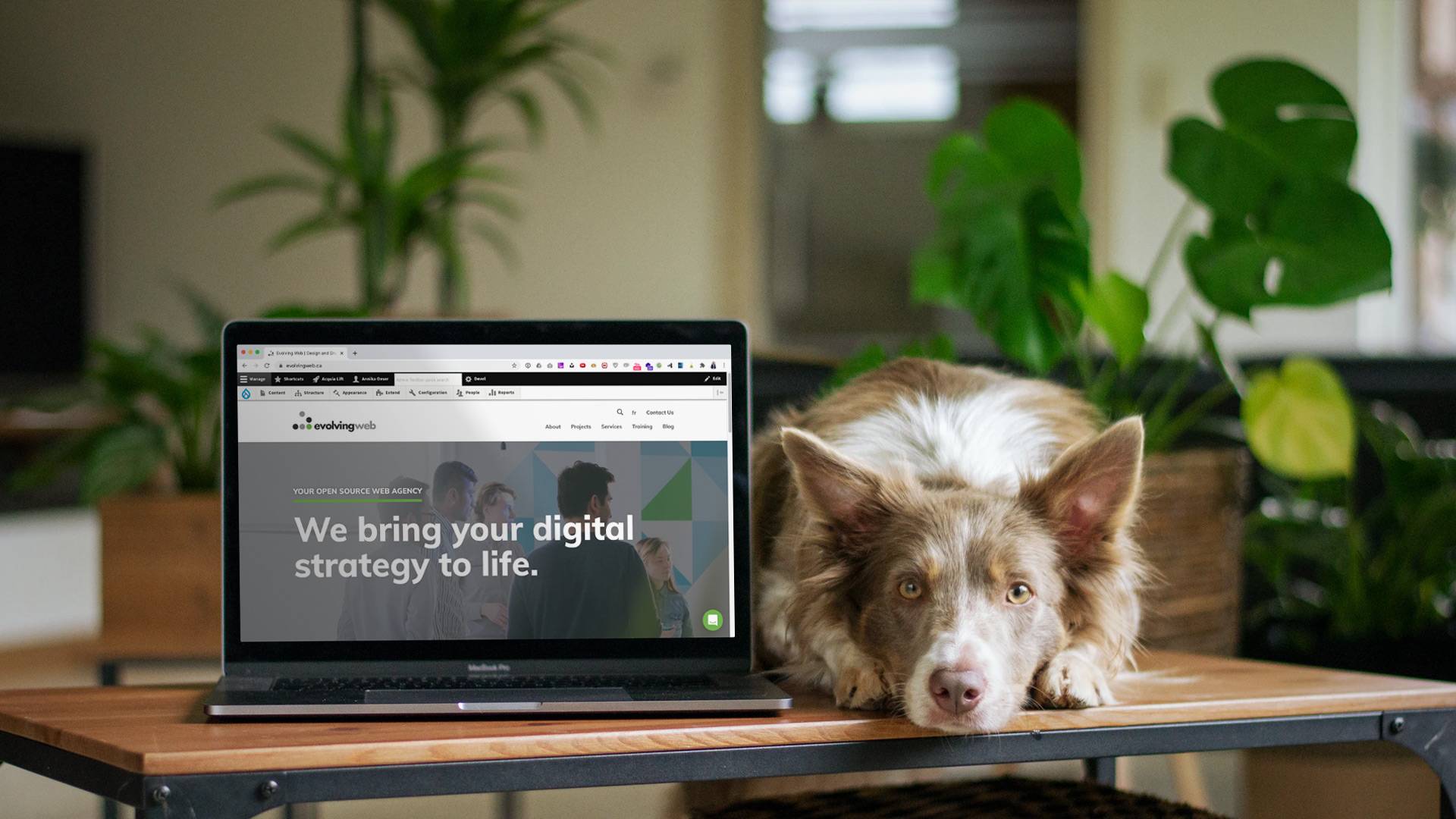 Dog with laptop on table