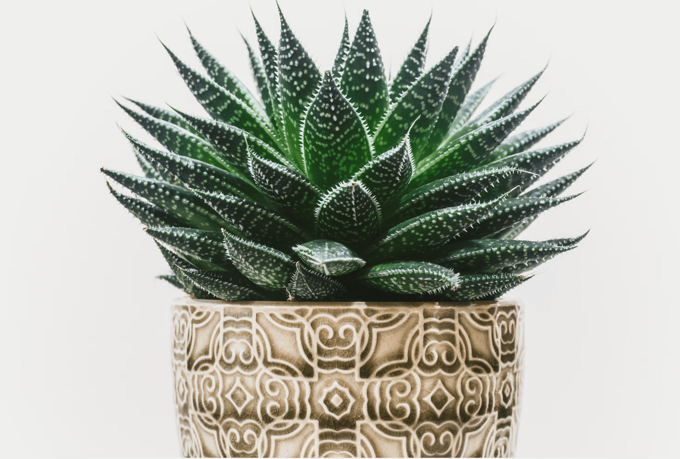 houseplant