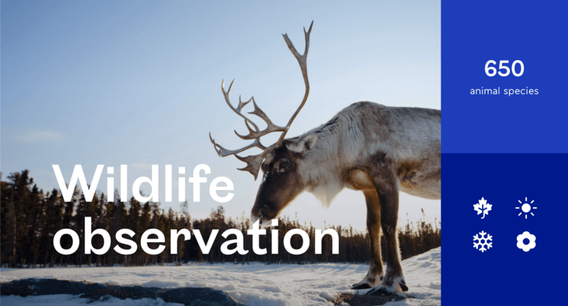 Bonjour Quebec - Wildlife Observation