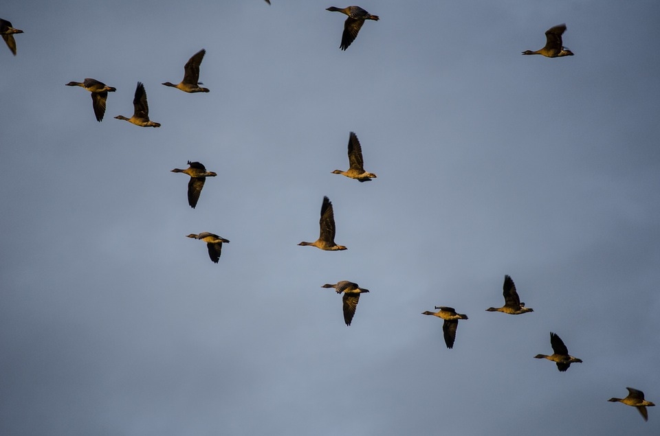 Wild geese migrating
