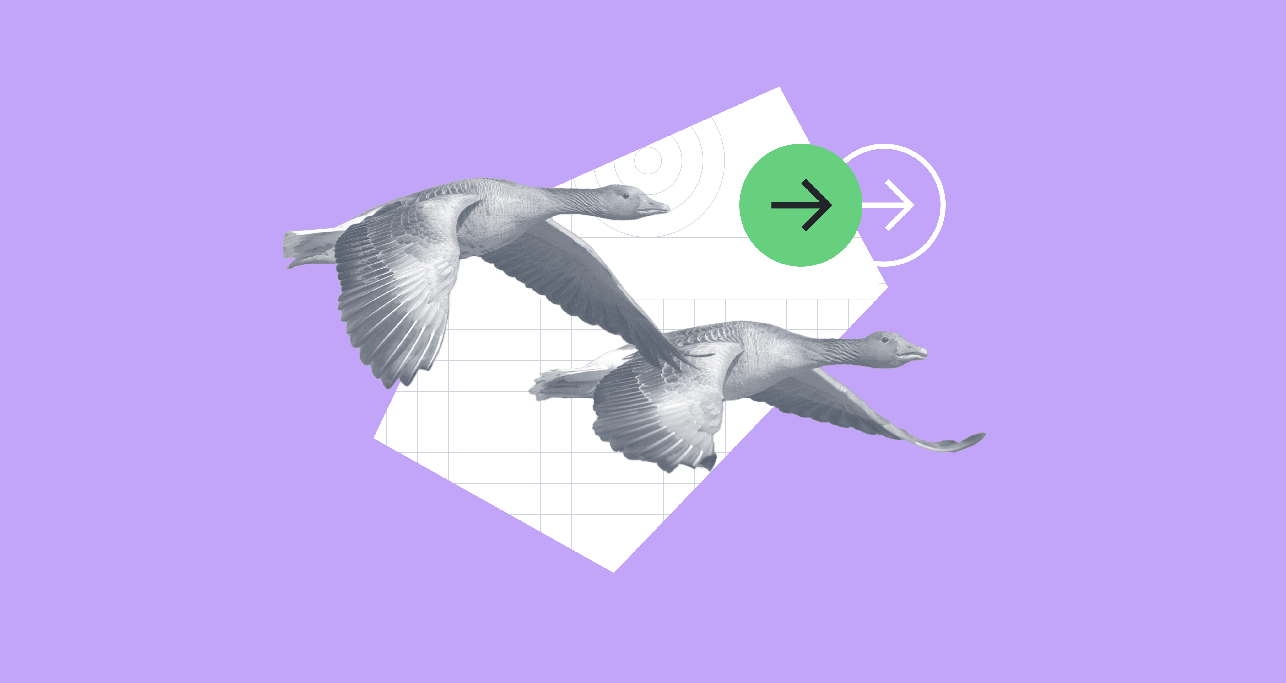Two birds flying on a purple background