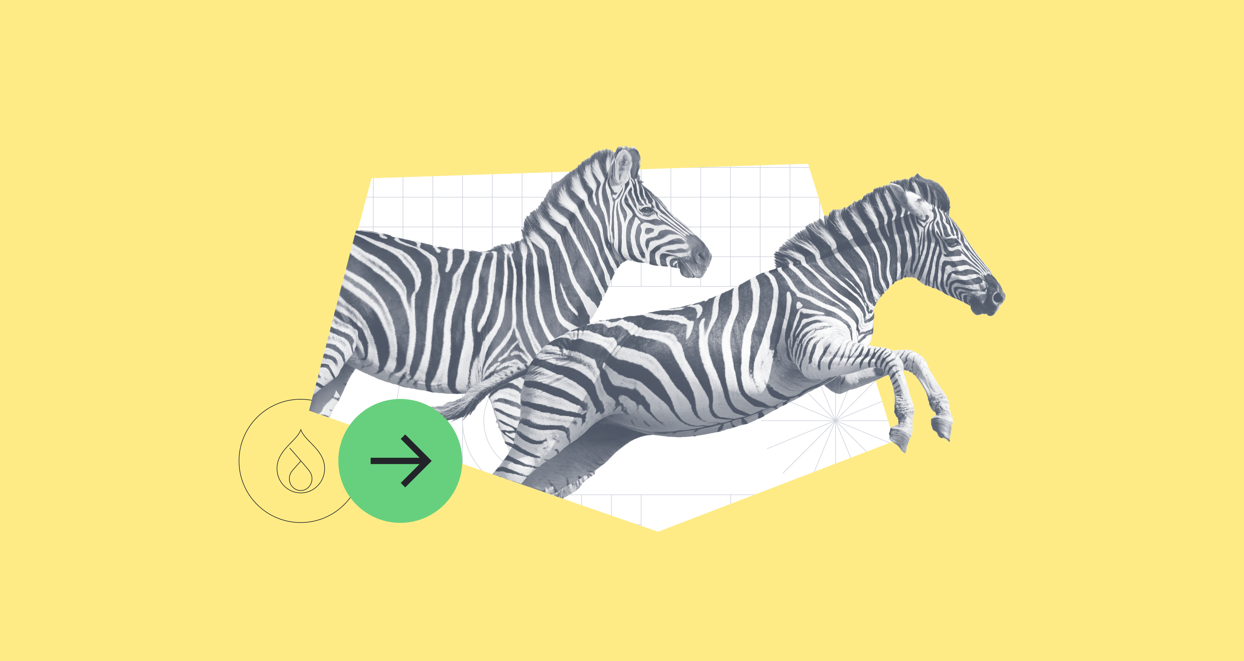 Zebras galloping on a yellow background