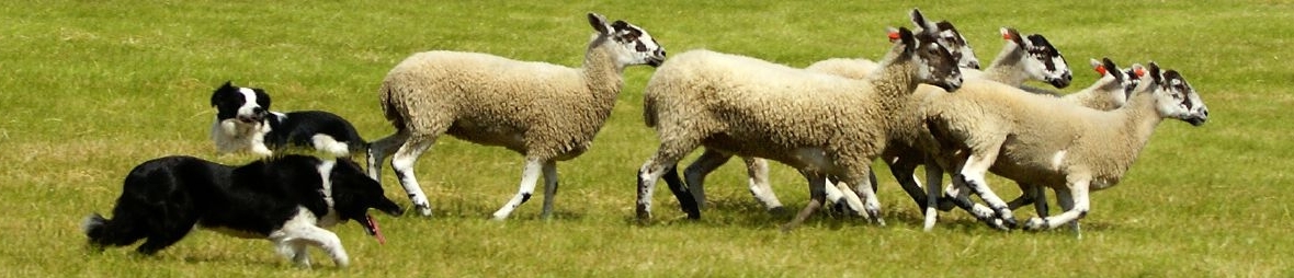 shepherd dog