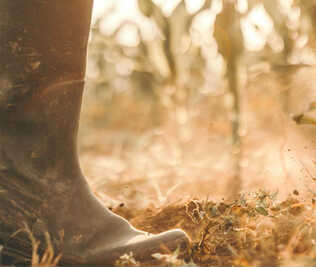 Rubber boots walking on a field of yellow grain