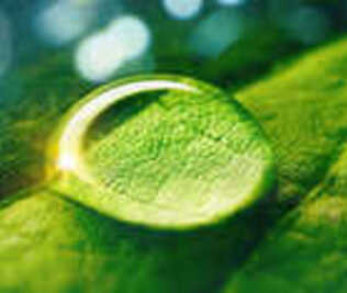 An image of a drop of water resting on a green leaf.