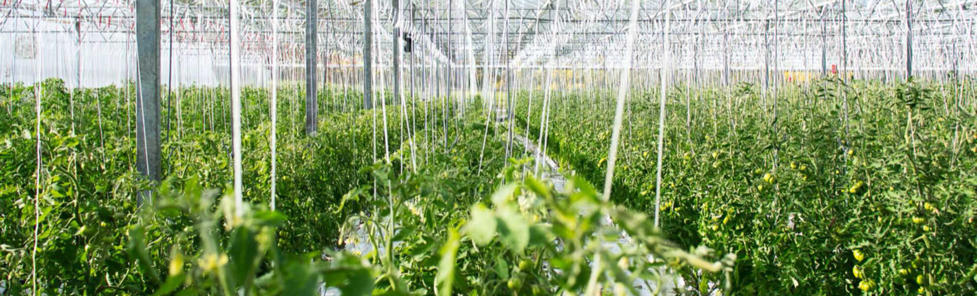 Sollio Cooperative Group Hero Banner