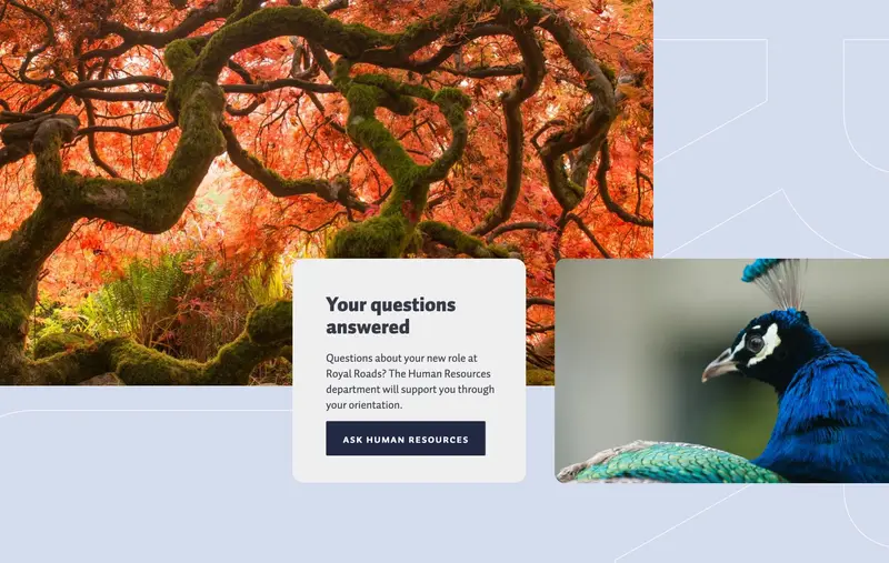 Capture d'écran d'une partie du site web drésentant un paon et un arbre.