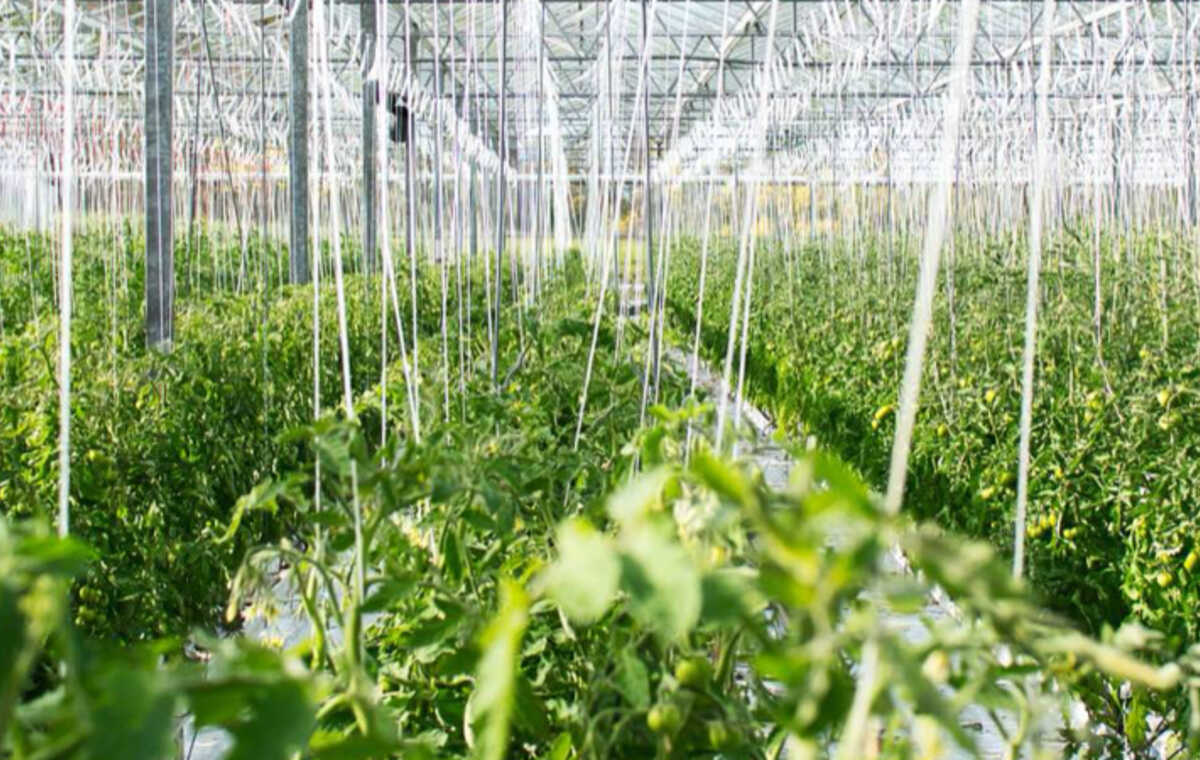 Sollio Agriculture greenhouse